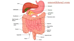 How to Ameliorate Your Digestive System