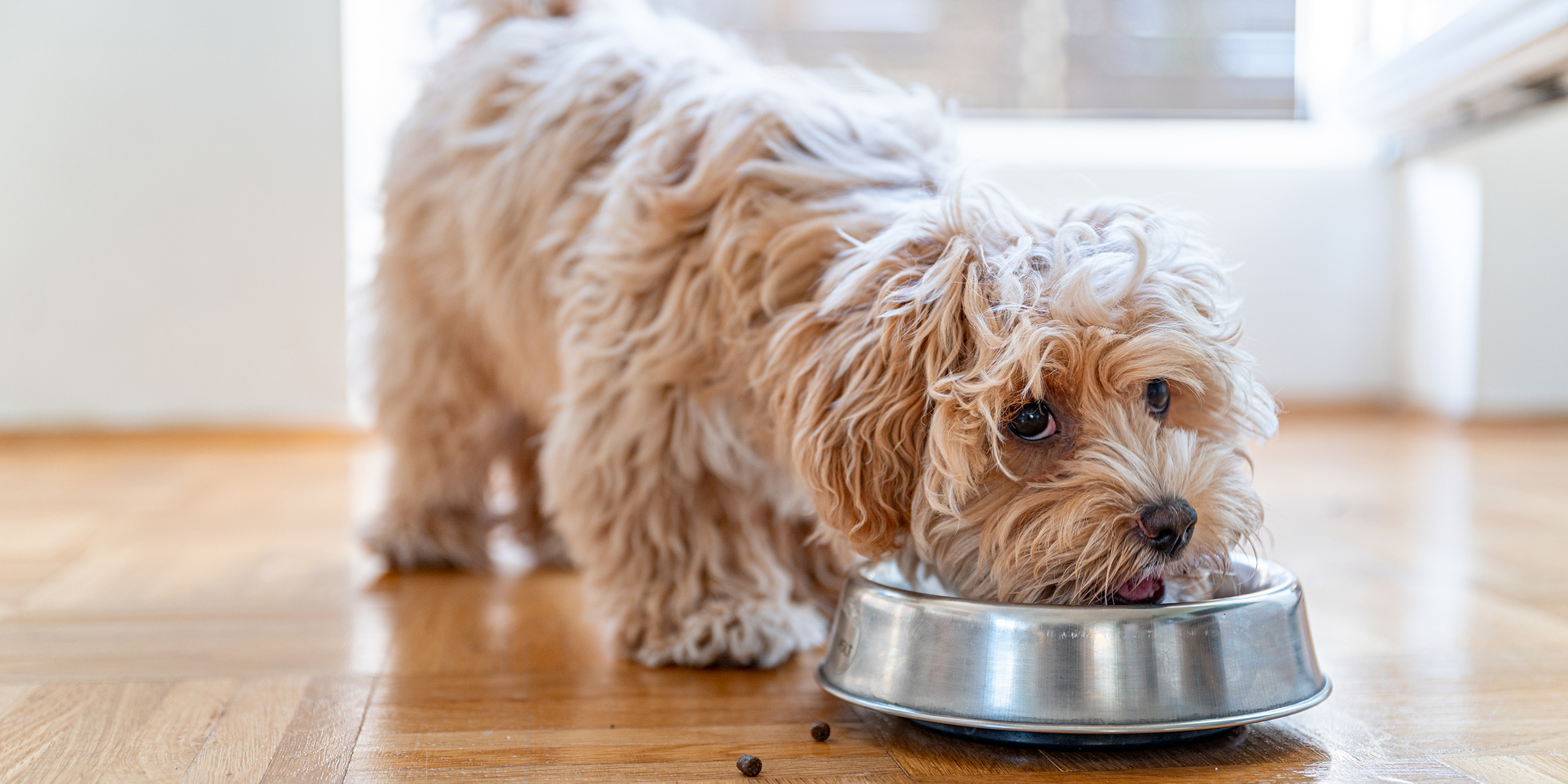 5 Best Dog Foods You Need to Know in 2023